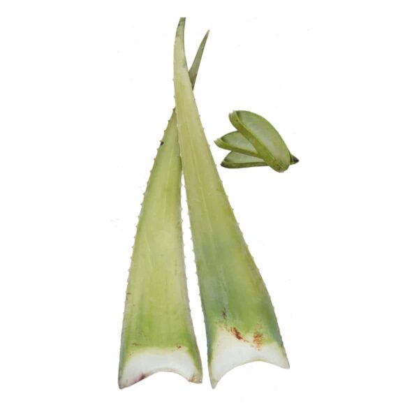 Aloe Vera Blätter