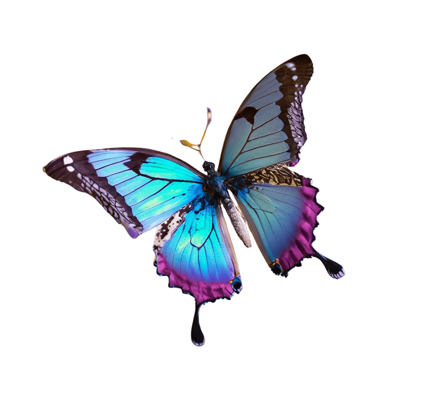 Schmetterling