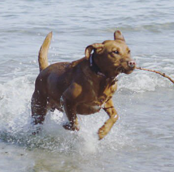 naturvertraut tierkommunikation hund klientenstimme 2.