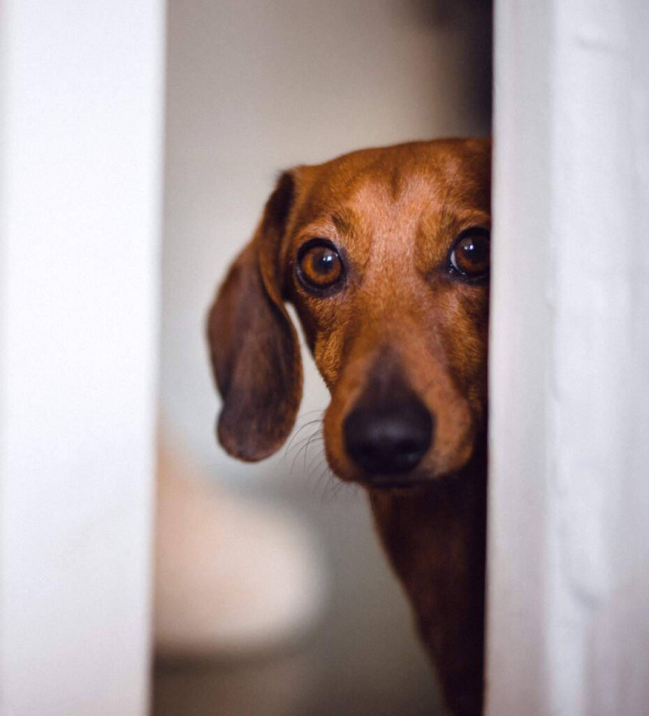 telepathische tierkommunikaiton hund