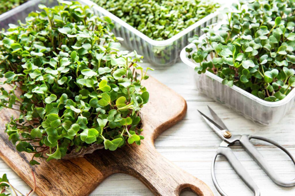 microgreens vitamin b12 quelle