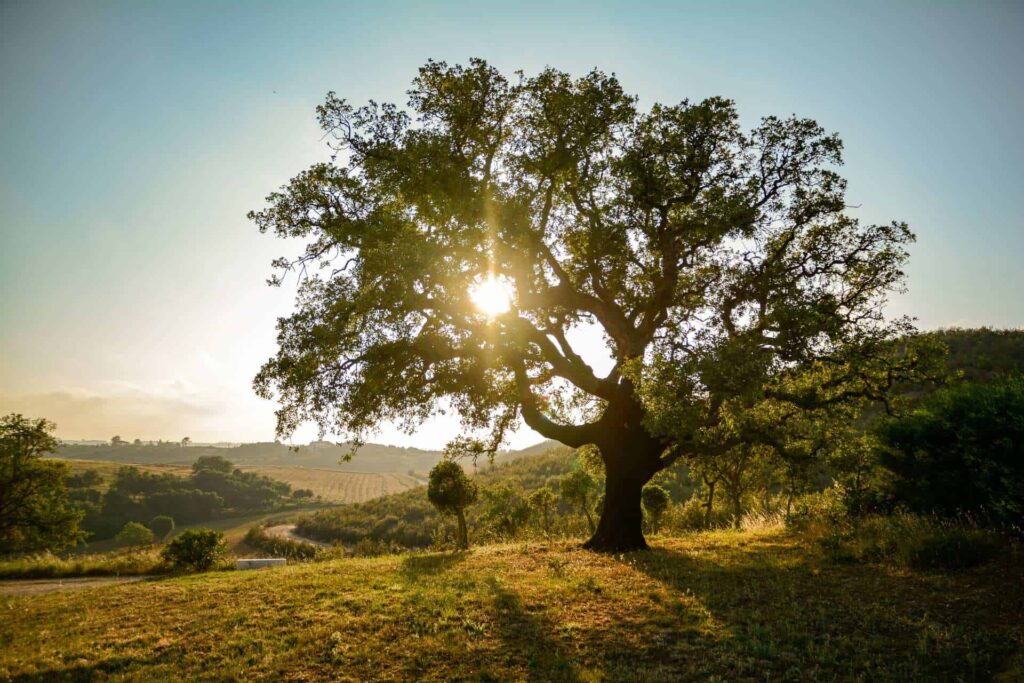 baum heilungsweg anthony william healing path