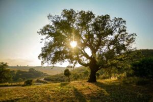 baum heilungsweg anthony william healing path