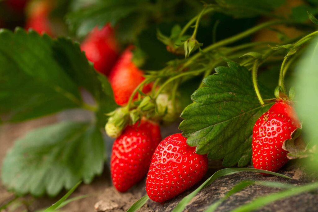 erdbeeren