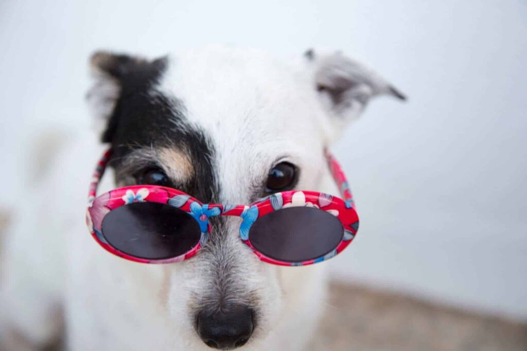 humor hund mit brille