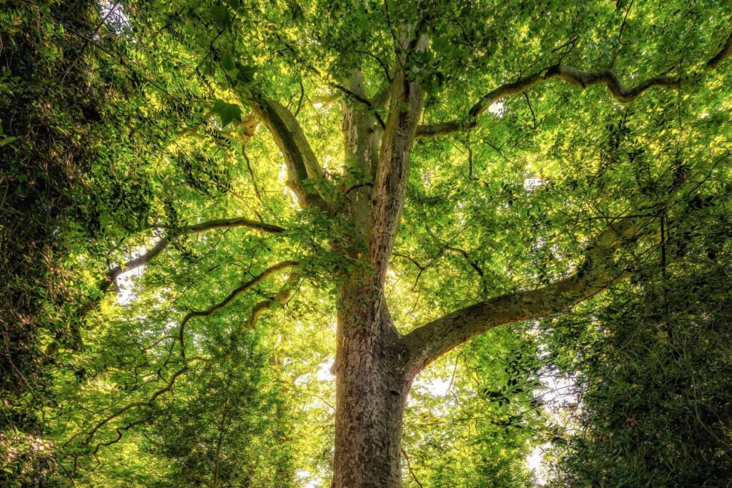 kraftvoller baum