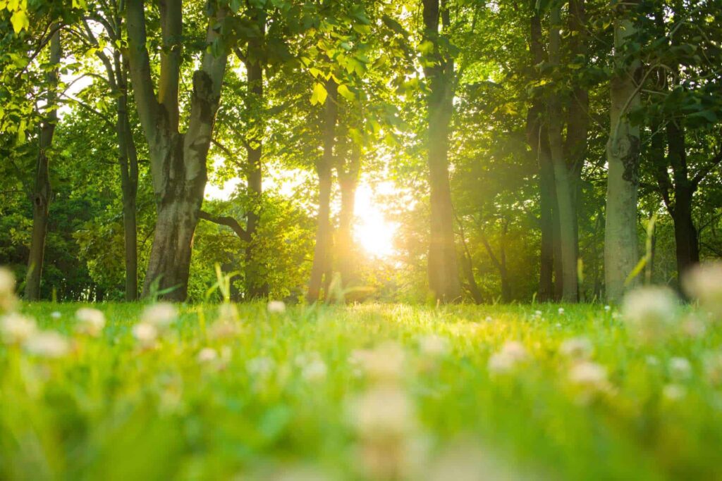 sonnenschein