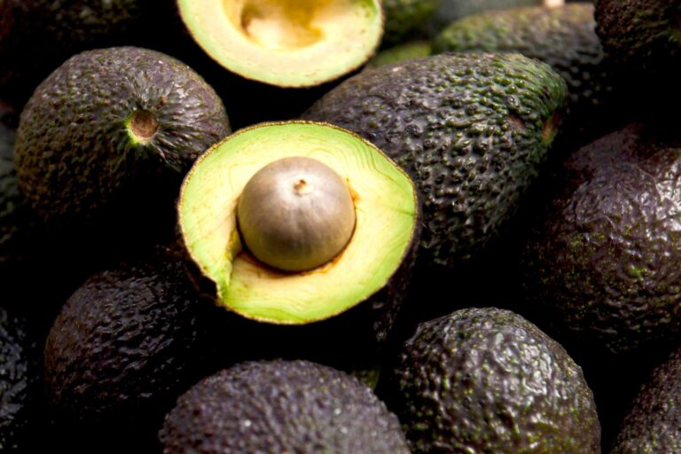 avocado mutterfrucht