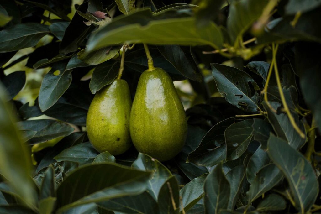 avocodo am baum