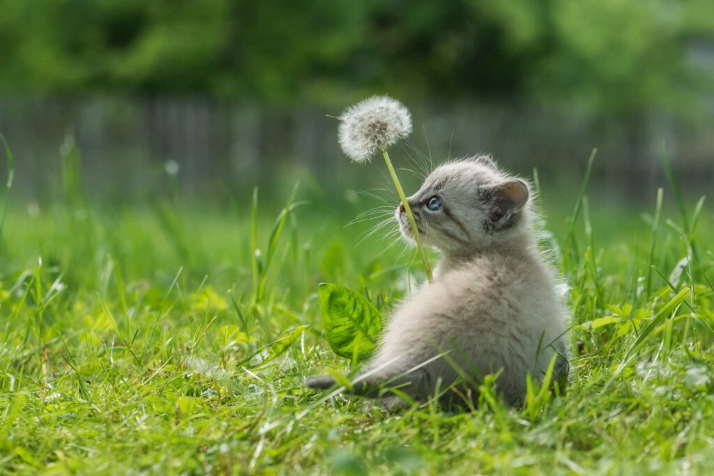 babykatze mit pusteblume img