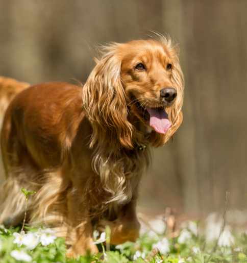 ernährungsberatung hunde