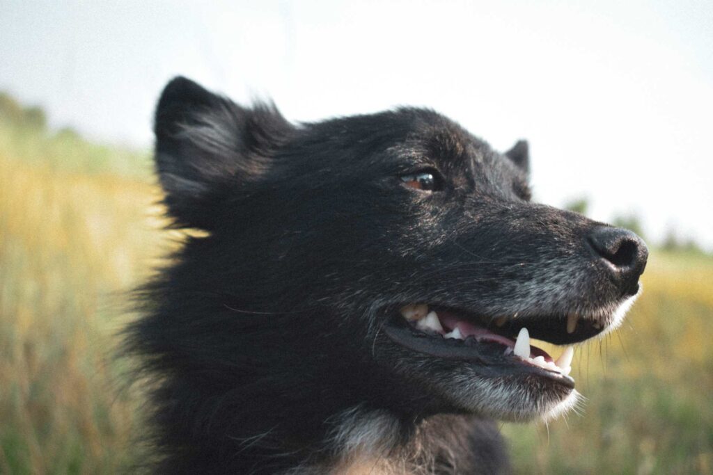 hund im freien img