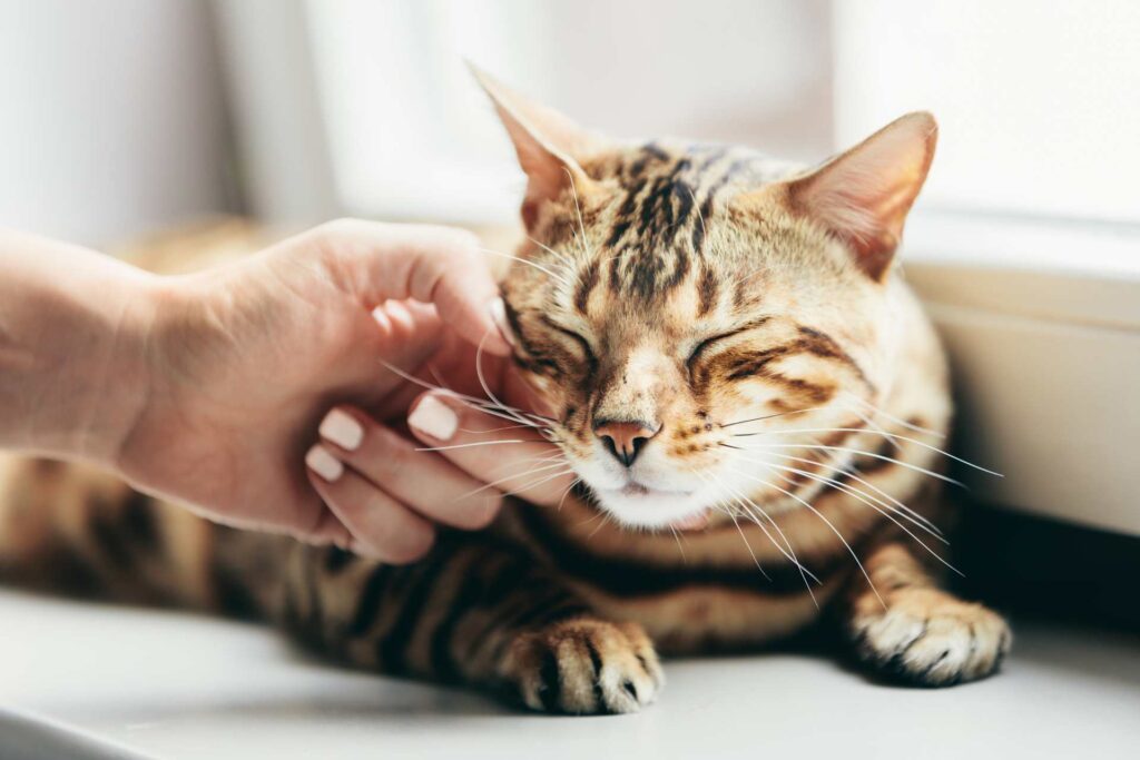 katze streicheln img