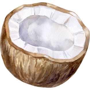 icon coconut