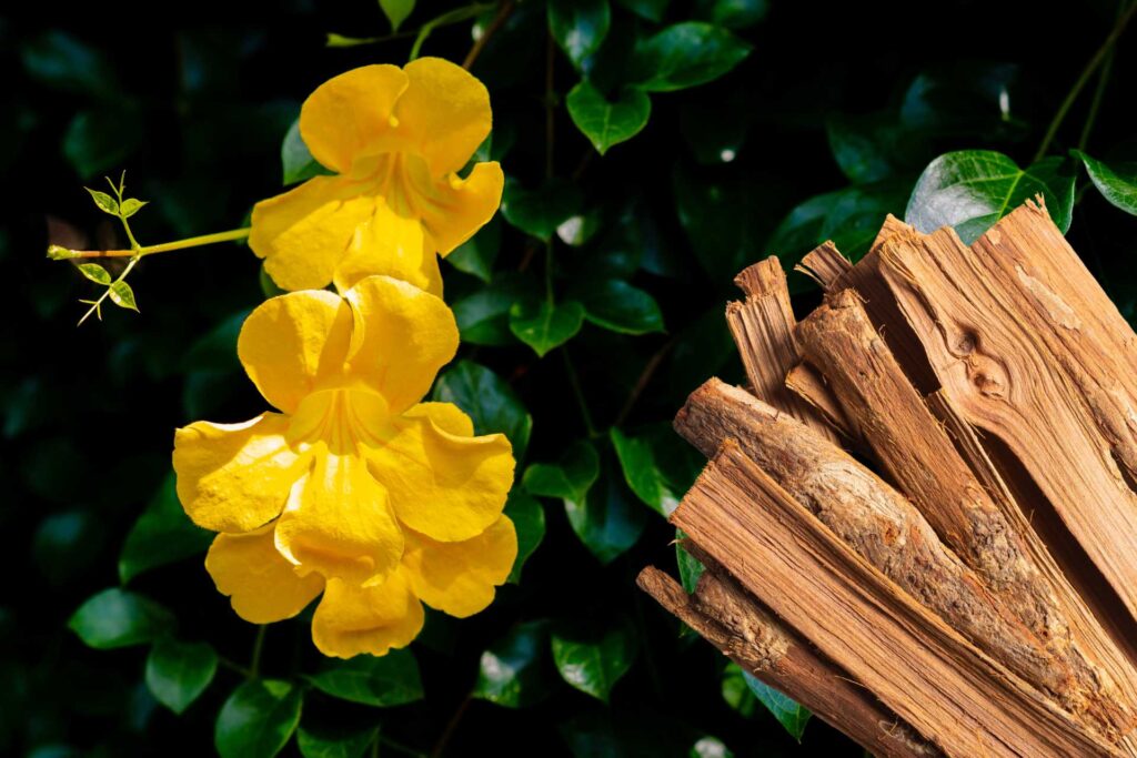 Katzenkralle Blüte und Rinde img