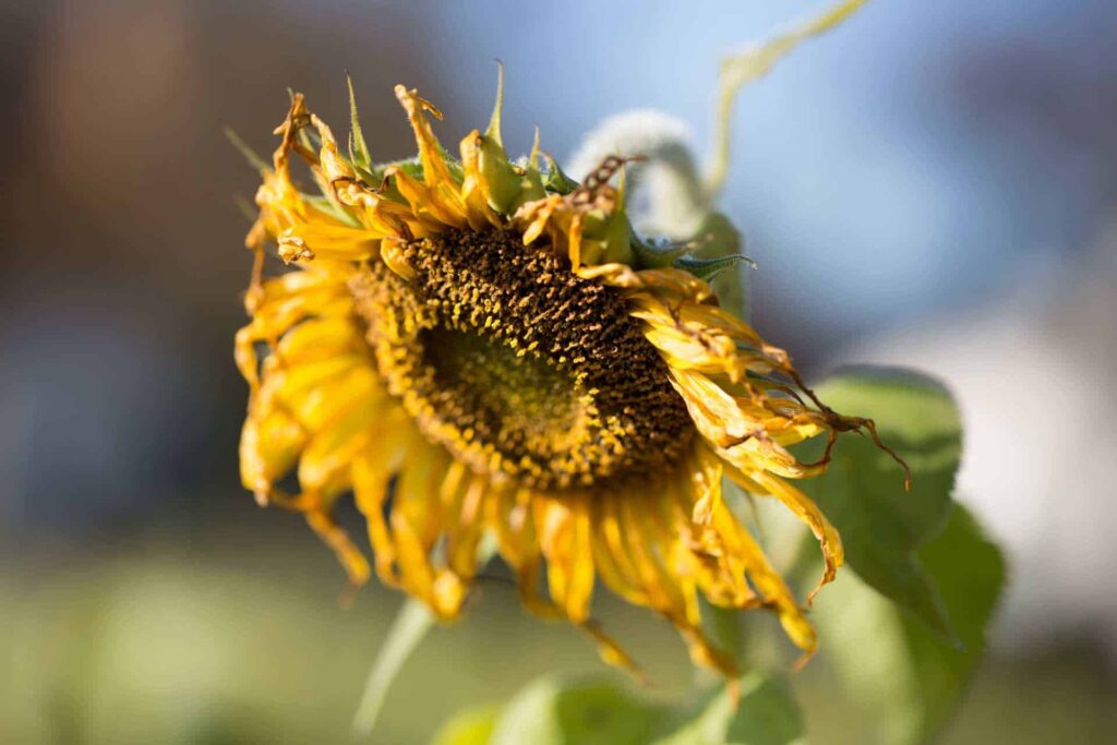 verwelkte sonnenblume jahreszeit img