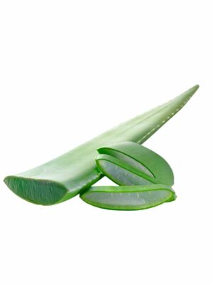 aloe vera blatt jurassic fruit