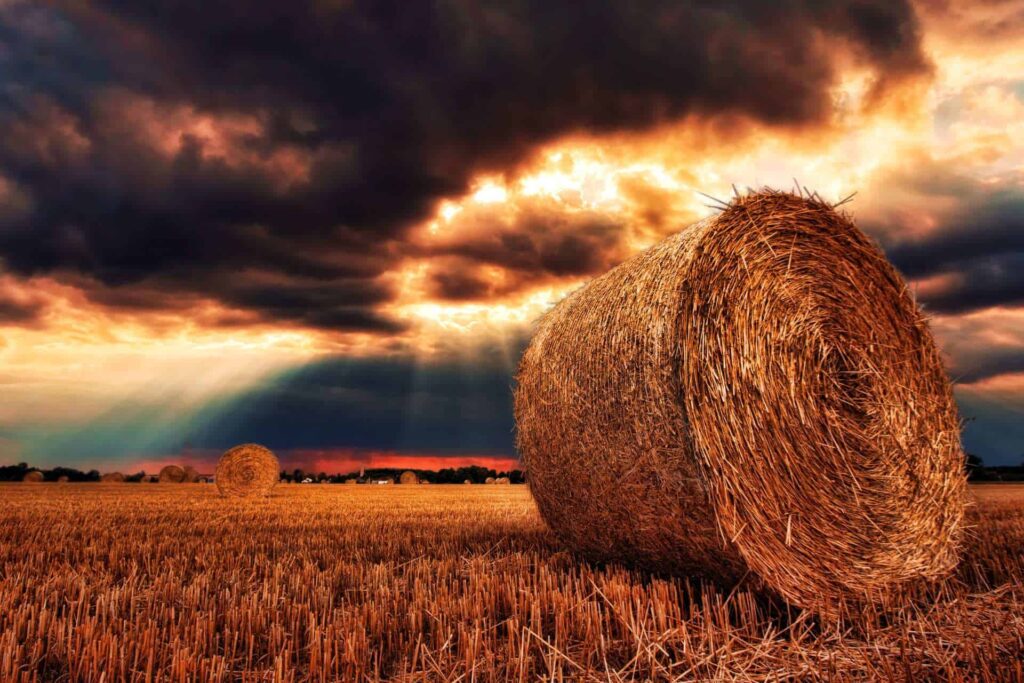 lebensmittelversorgung