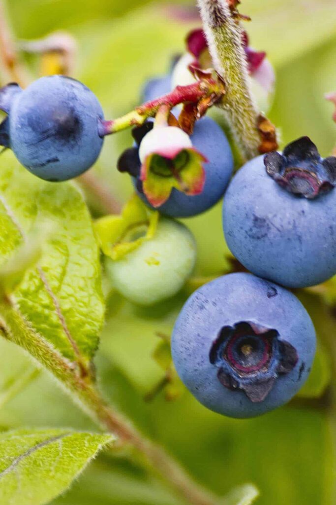 wilde blaubeeren schwermetall detox