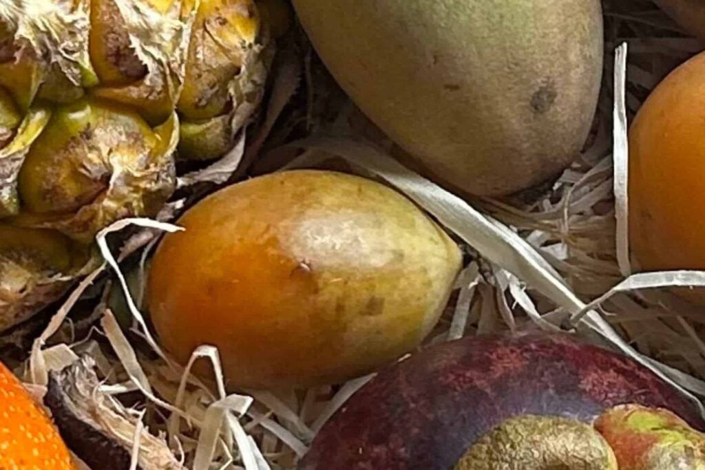 jurassic fruit erfahrung früchtebox