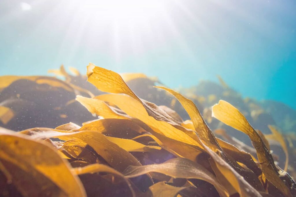 erdende kraft atlantisches meeresgemüse